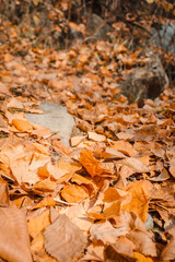 autumn leaves on the ground