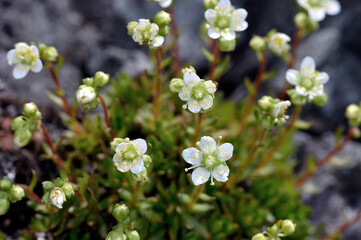 シコタンソウ（北海道・知床）