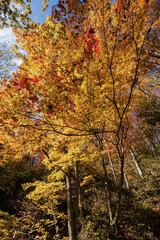 紅葉した林
