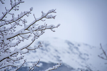 降雪後、枝に残った雪　　ウイスラ－　ブリティッシュコロンビア　カナダ
