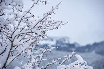降雪後、枝に残った雪　　ウイスラ－　ブリティッシュコロンビア　カナダ

