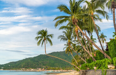 Fototapeta na wymiar Tropical beach with coconut trees. Koh Samui, Thailand