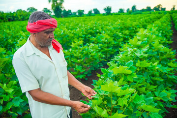 indian farmer examination in cotton field