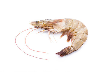 Fresh shrimp on white background