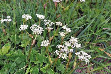ハクサンボウフウ（北海道・大雪山）