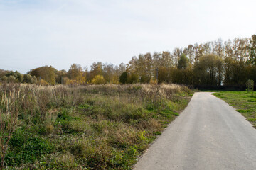 Natural background meadow, road and trees