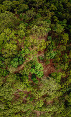 birds eye view over the trees following a path