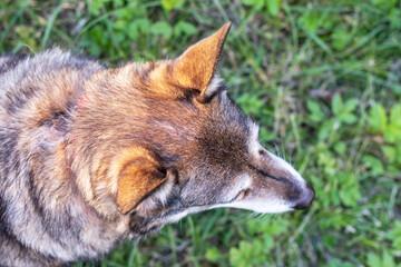 Outdoor portrait of a dog on green grass. Top view, close-up.