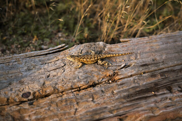 Lizard on a Log