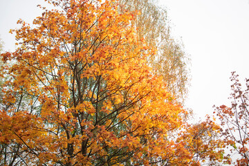 bright autumn carpet of fallen maple leaves from trees. state of nature in mid-autumn. the view from the top