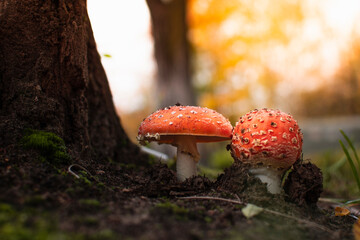 tactful and hallucinogen mushroom Fly Agaric. a poisonous mushroom on the background of an autumn forest in the rays of a sunset. - obrazy, fototapety, plakaty