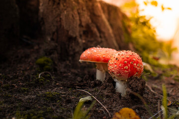 tactful and hallucinogen mushroom Fly Agaric. a poisonous mushroom on the background of an autumn forest in the rays of a sunset. - obrazy, fototapety, plakaty