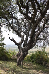 Árbol