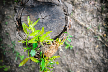 sprout of tree grow from cut tree