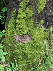 moss tree trunk in wild with hole