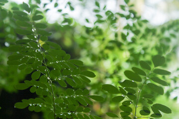 Fototapeta na wymiar green leaf after a rain
