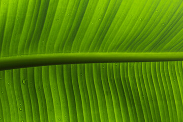 green banana leaf texture