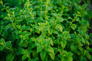 Fresh green mint leaves. Background with mint leaves. Ecology natural concept