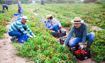 Focused farmer with group of farm workers hand harvesting crop of ripe tomatoes on farm field on...