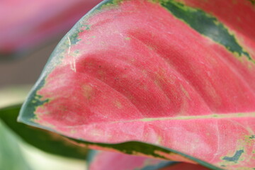 close up view of aglonema leaf texture in the garden with isolated bluer background