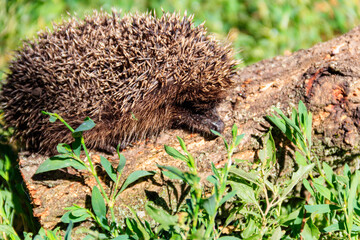 Young European hedgehog (Erinaceus europaeus) on a log