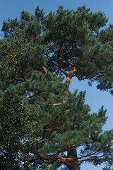 Japanese tree on blue sky background