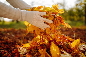 Close up of a male hand volunteer collects and grabs a small pile of yellow red fallen leaves in the autumn park. Volunteering, cleaning, and ecology concept.