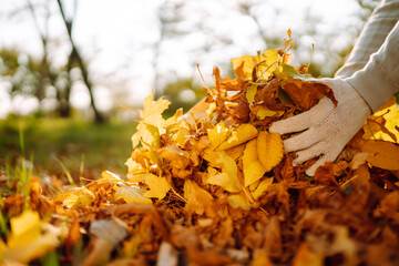 Close up of a male hand volunteer collects and grabs a small pile of yellow red fallen leaves in...