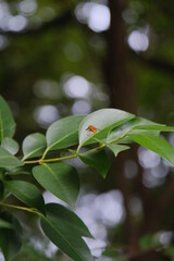 Obraz premium bee on a leaf in the forest