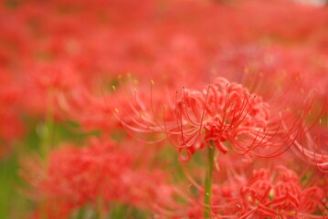 巾着田の曼殊沙華