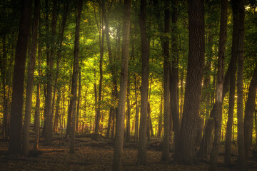 Fototapeta na wymiar Woods glowing in evening light