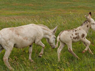 A white horse and its foal run along a grassy meadow in South Dakota.