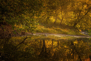 Backlit woods and reflections at autumn