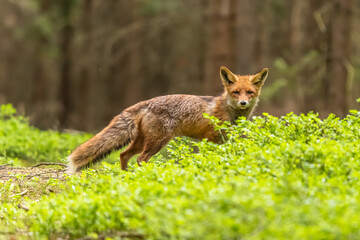Red Fox. The species has a long history of association with humans.The red fox is one of the most important furbearing animals harvested for the fur trade. Largest of the true foxes