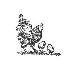 Fototapeta na wymiar Hen with two little chickens. Vector hand drawn sketch style illustration. 