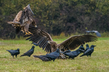 White Tailed Eagle (Haliaeetus albicilla) in flight. Also known as the ern, erne, gray eagle, Eurasian sea eagle and white-tailed sea-eagle. Wings Spread. Poland, Europe. Birds of prey.