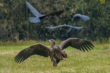 White Tailed Eagle (Haliaeetus albicilla) in flight. Also known as the ern, erne, gray eagle, Eurasian sea eagle and white-tailed sea-eagle. Wings Spread. Poland, Europe. Birds of prey.