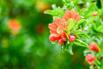 フルーツのザクロはスーパーで見られますが花は意外と目にしません