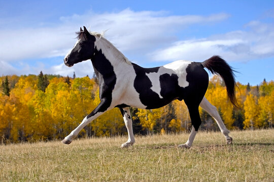 Tobiano Pinto Horse running in meadow, fall colors and
blue sky.