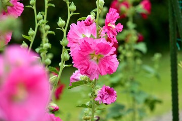 Obraz premium 真っすぐに伸びる花姿のタチアオイは別名ホリホックとも呼ばれ、梅雨入りすると下から咲き始めて順々に咲き上がります。