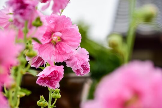 コケコッコ花 の写真 ロイヤリティフリーの画像 グラフィック ベクターおよびビデオ Adobe Stock コケコッコ花 の写真 ロイヤリティフリーの画像 グラフィック ベクターおよびビデオ Adobe Stock