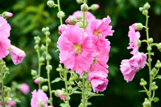 コケコッコ花 の画像 37 件の Stock 写真 ベクターおよびビデオ Adobe Stock コケコッコ花 の画像 37 件の Stock 写真 ベクターおよびビデオ Adobe Stock