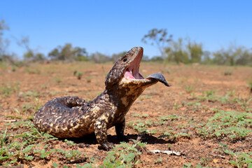 Shingle Back Lizard
