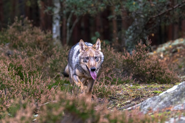 Lone wolf running in autumn forest Czech Republic