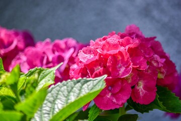 意外と真っ赤なアジサイを見ることは少ないものです