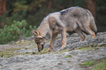 Lone wolf running in autumn forest Czech Republic