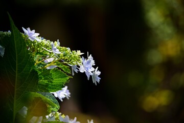 七変化とも言われ土壌の性質によってさまざまな色で咲くアジサイの花