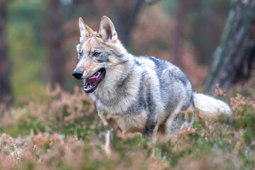 Lone wolf running in autumn forest Czech Republic
