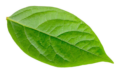 Obraz premium Persimmon leaf isolated on white