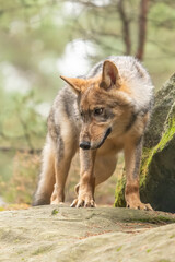 Lone wolf running in autumn forest Czech Republic